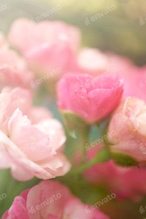 Preview: Sweet Roses In Soft Color Style On Mulberry Paper Texture For Romantic Background