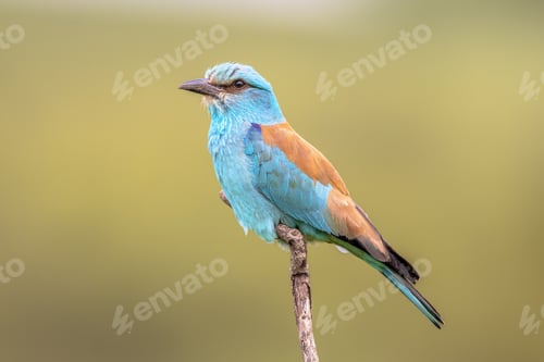 Preview: European roller on branch blurred background