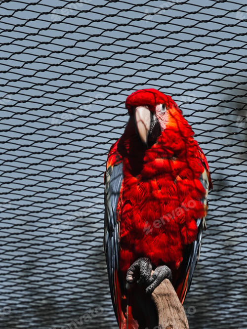 Preview: Scarlet macaw in front of the netting outside