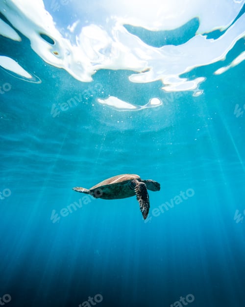 Preview: Vertical low angle shot of a turtle swimming in the ocean