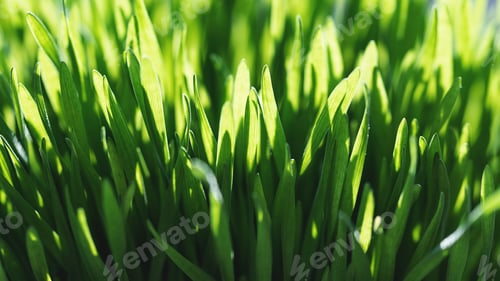 Preview: Closeup nature view of spring green grass backround lawn natural