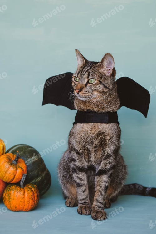 Preview: Cute funny tabby cat dressed as bat with black wings and orange pumpkins.