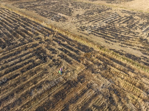 Preview: Burnt rice paddy after harvest in winter
