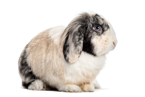Preview: Lop Rabbit , 1 year old, sitting against white background