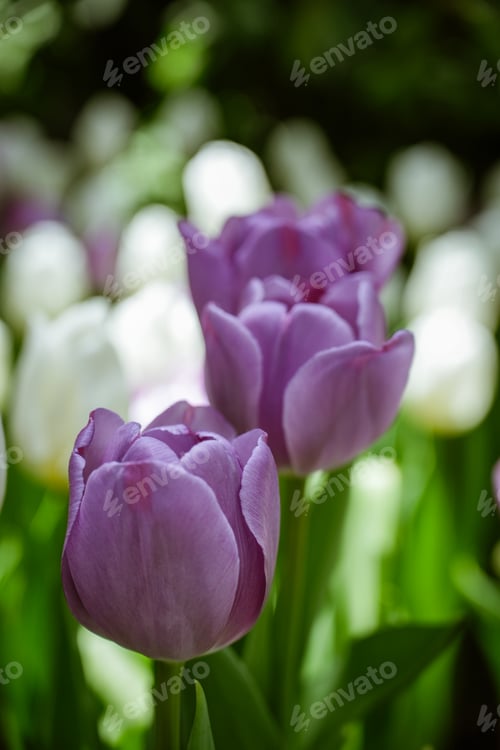 Preview: Beautiful purple flower of tulip .