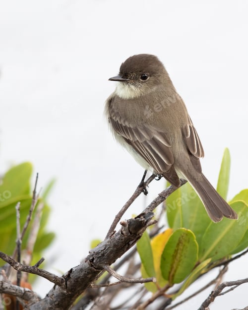 Preview: Eastern Phoebe