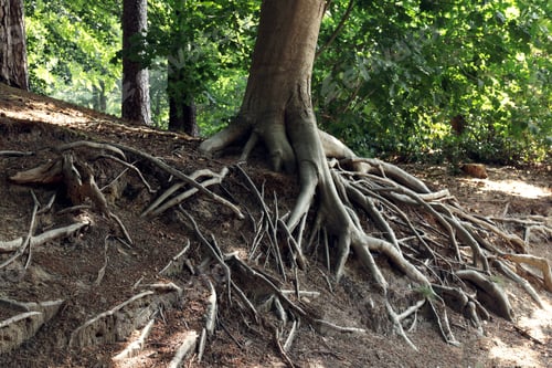Preview: Tree roots visible through ground in forest