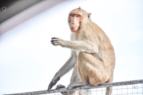 Preview: Monkey in Khao Sam Mook Tourist area in Chonburi, Thailand