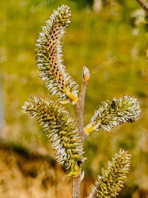 Preview: Spring