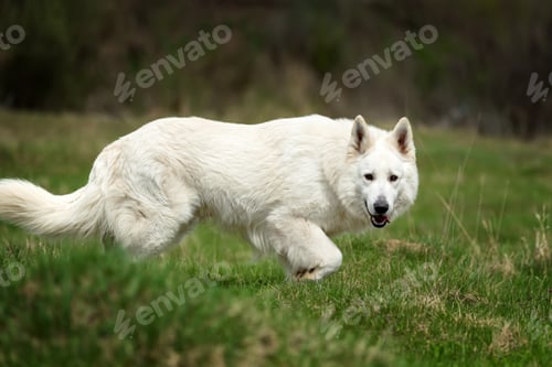 Preview: Berger Blanc Suisse White german shepherd