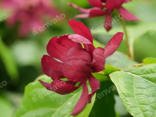 Preview: Macro shot of calycanthus floridus in the garden