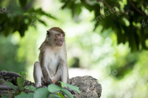 Preview: Macaque monkeys in the forest.
