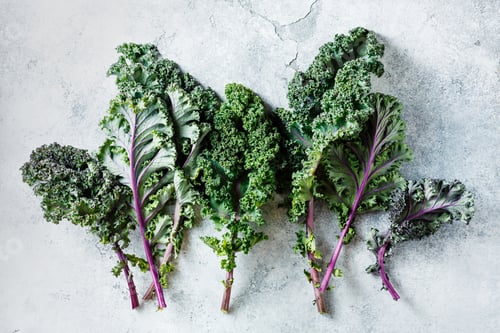 Preview: Freshly cut purple Kale leaves on a light textured background