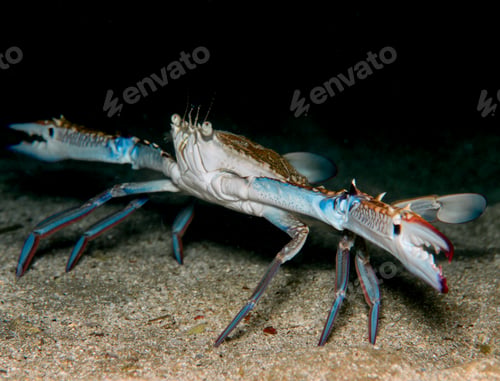 Preview: Invasive blue swimming crab in the Mediterranean Sea