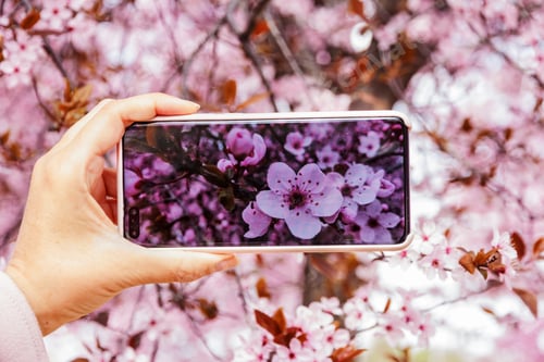 Preview: Woman’s hand holding a mobile phone snapping pink flowers in an almond tree, taking photos