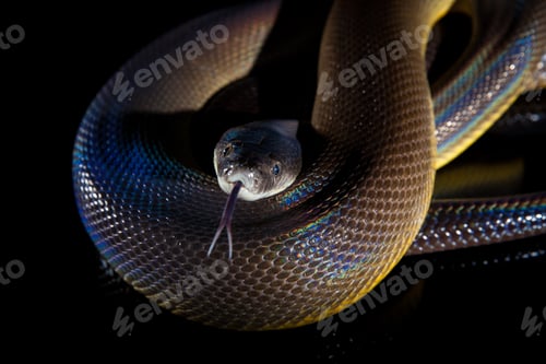 Preview: Single Rainbow Serpent Water Python - Liasis fuscus - isolated on black mirror