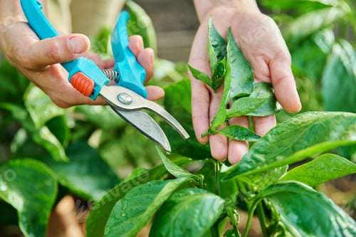 Preview: Close-up of bell pepper plant and hands with pruning shears shaping bush