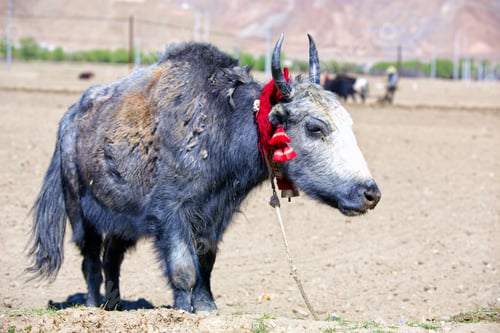 Preview: Tibetan yak