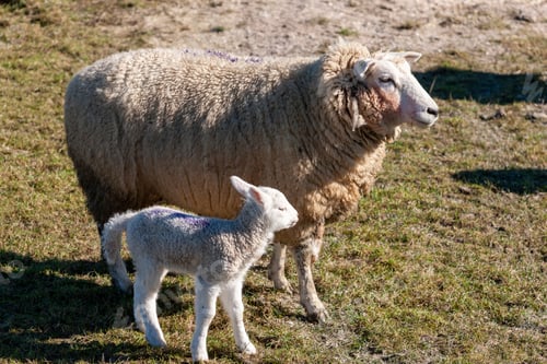 Preview: Closeup of a sheep and a lamb next to each other standing on a green field