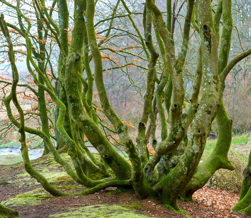 Preview: The forest of trolls - Rebild, Denmark