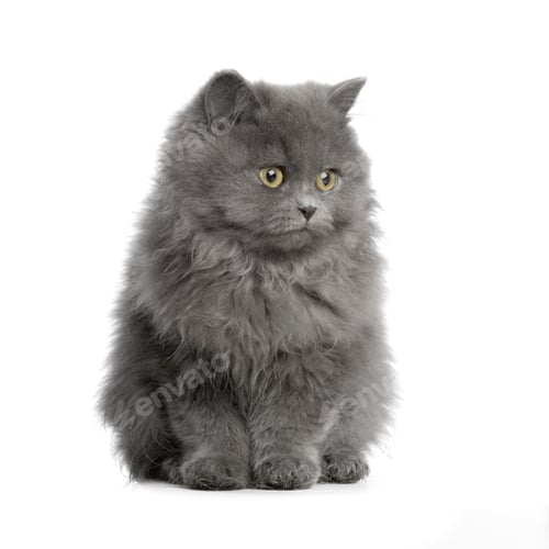 Preview: persian