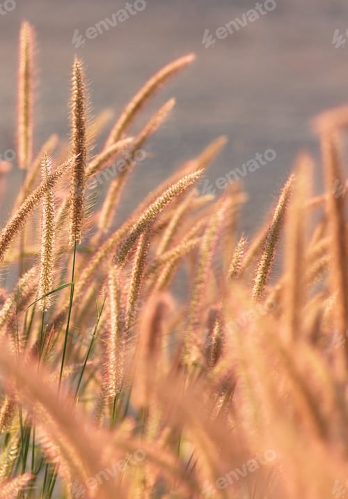 Preview: Fountain grass on a sunny day