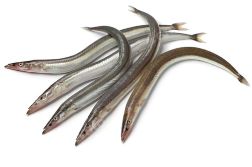 Preview: Lesser sand eels