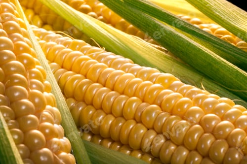 Preview: Corn on the cob