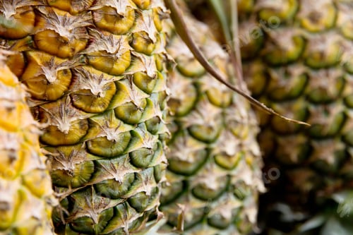 Preview: Fresh Pineapple in farm.