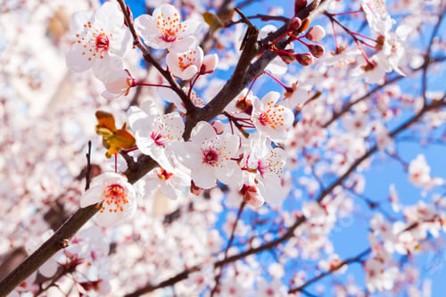 Preview: Spring Blooming