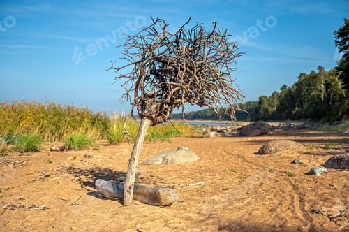 Preview: rocky Baltic sea shore, pine forest, Latvia