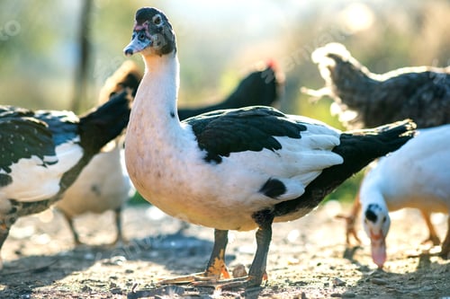 Preview: Ducks feed on traditional rural barnyard. Detail of a duck head. Close up of waterbird standing on