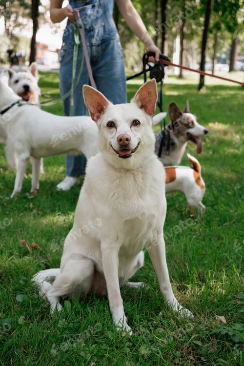 Preview: white dog in park on walk with its owner. walking and training of pets during daytime.