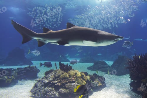 Preview: Sand tiger shark underwater