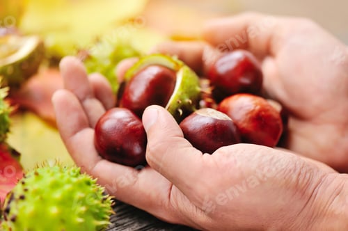 Preview: Fresh chestnuts in the hands on background autumn leaves