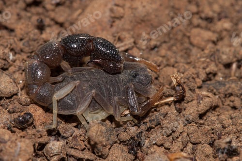 Preview: Macro shot of Orthochirus bicolor scorpion lying on the brown rocky ground