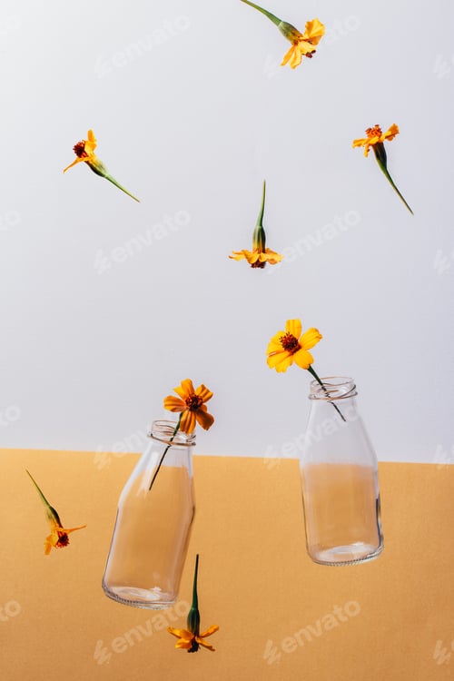 Preview: Glass bottles milk packaging and Chernobrivtsi flowers falling down on white and orange background.
