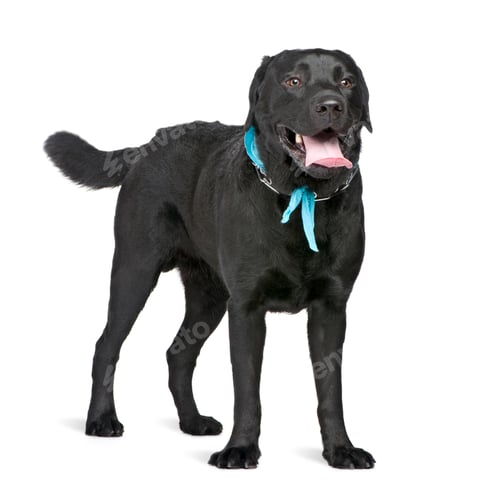 Preview: Labrador (2 years)