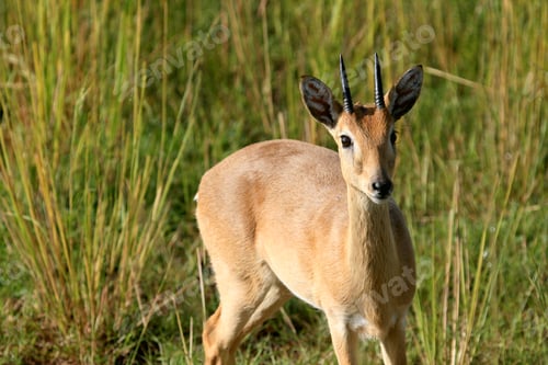 Preview: Impala Antelope, Uganda, Africa