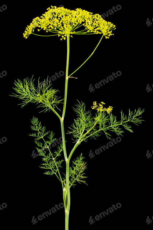 Preview: Umbrella flower of Dill, used in kitchen cooking to flavor, isolated on black background
