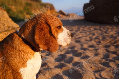 Preview: muzzle of a dog of breed beagle in the sand close-up. selective focus, blur