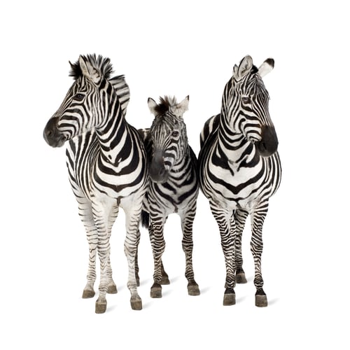 Preview: Zebra