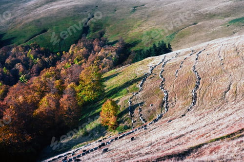 Preview: Herd of sheeps on autumn hills of Carpathian mountains