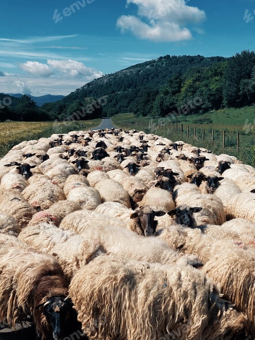 Preview: Vertical shot of a flock of sheep in the middle of the road surrounded by green nature