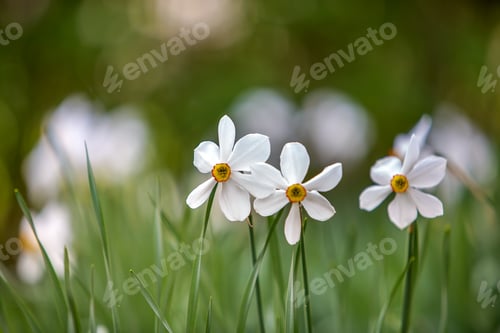 Preview: White narcissus fowers growing in summer park with green vegetation on blurred backround.