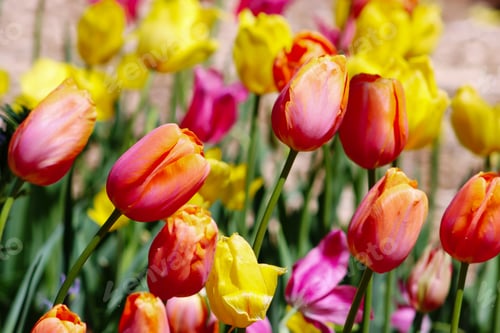 Preview: Bright and colorful tulips growing in garden.