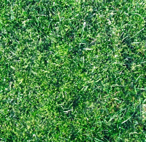 Preview: Grass closeup tecture