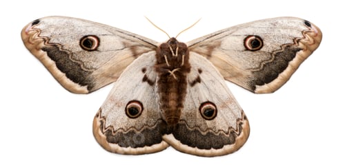 Preview: The largest European Moth, the Giant Peacock Moth, Saturnia pyri, in front of white background