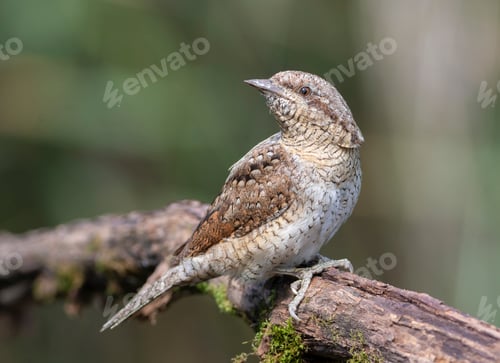 Preview: Eurasian wryneck, Jynx torquilla. A bird sits on a beautiful branch