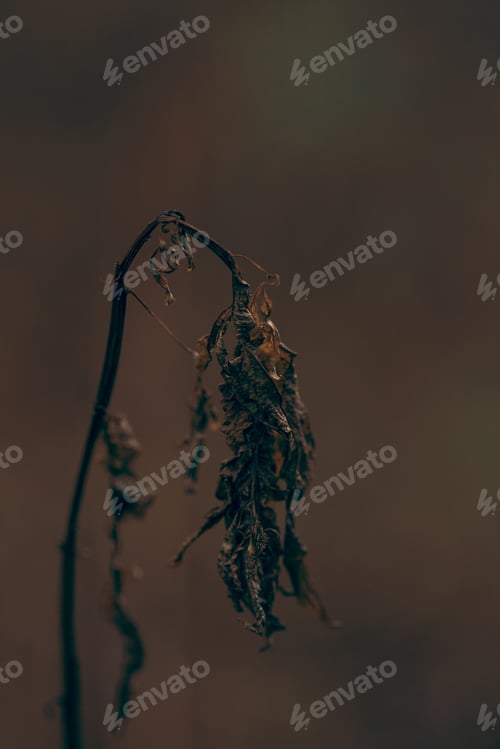 Preview: dark moody faded autumn leaf background, brown fall plants decay
